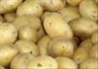 Potatoes