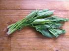 English spinach